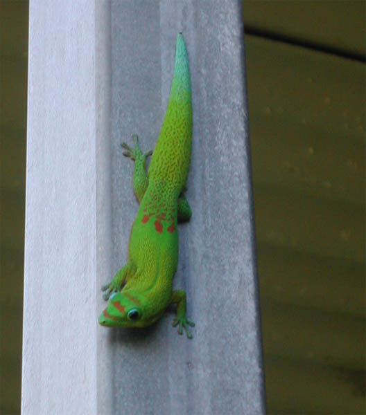 gecko laticauda.jpg
