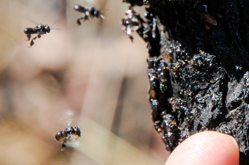 les abeilles dites &quot;sugarbag&quot;... c'est celles qui font la fameuse cire. Particularité, elles ne piquent pas et mon doigt donne l'échelle