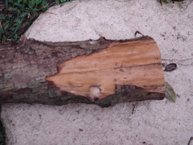 détail du bois sous l'écorce