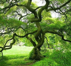 arbre-araignee-du-japon_3855636-L (300x279).jpg