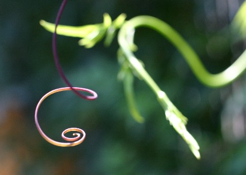 Passiflore et jasmin (en flou)