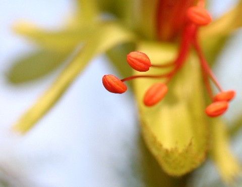 oiseau de paradis (arbuste subtropicale)