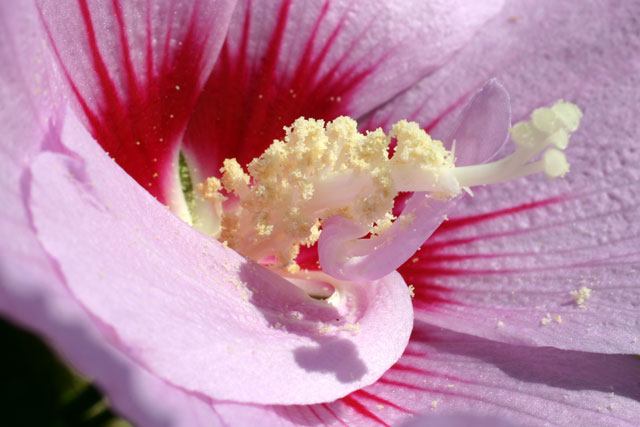 Fleur d'hibiscus