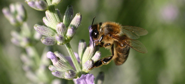 Encore une abeille