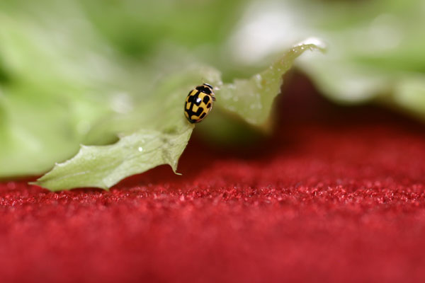 Coccinelle sur une feuille de salade, sur mon canapé.