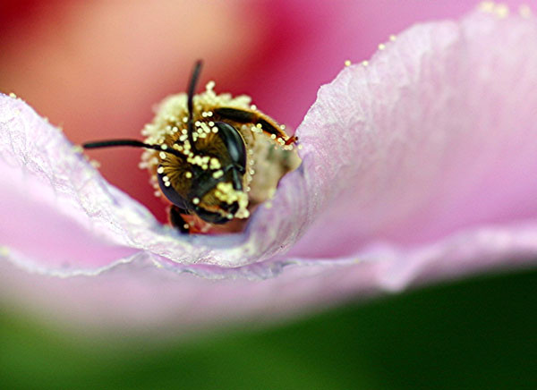 Abeiile sortant d'une fleur d'hibiscus.