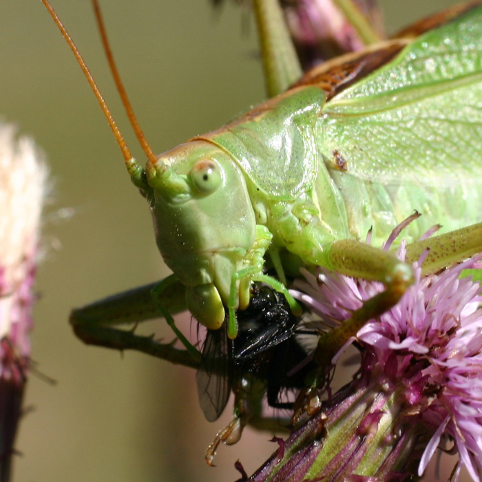 Une grande sauterelle verte dévorant une mouche !