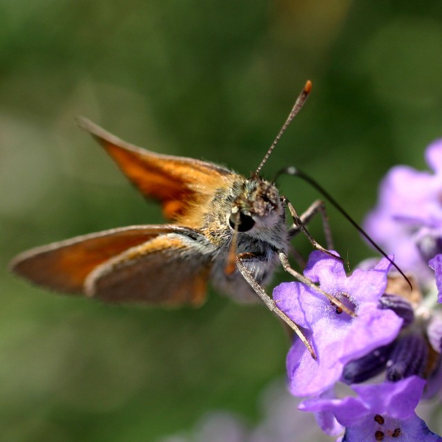 Un papillon vous tire sa trompe !