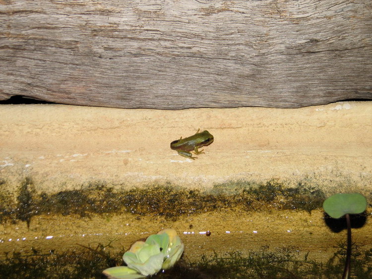 Presque grenouille