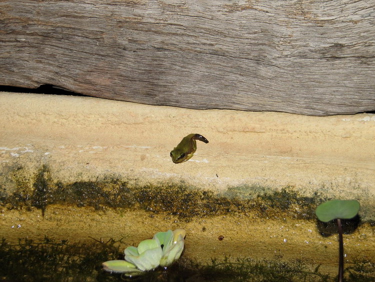 Presque grenouille