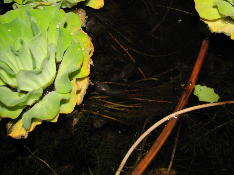 Entre Tétard et grenouille