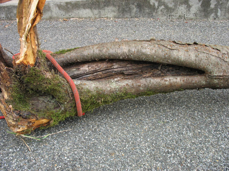 mégafissure dans la croûte. Couper ou corriger?