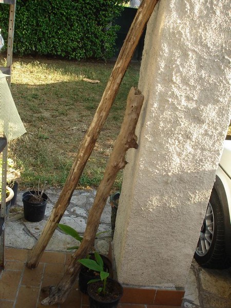 La grande c'est l'accacia et la petite c'est l'orme