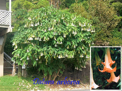 datura.jpg