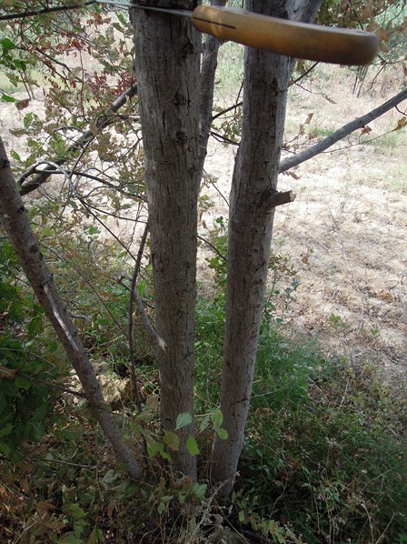 au départ, c'était sa.... d'ailleur si vous reconnaissez l'éssence du bois ? je pense que c'est du bois d'arbre, j'en ais vue quelques un et en général il n'y a pas de feuilles