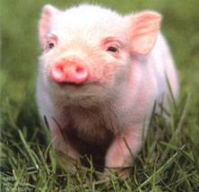 petit cochon.jpg