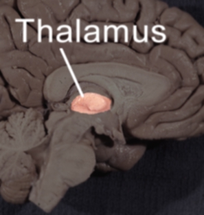 thalamus-lateral.jpg
