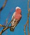 galah.jpg