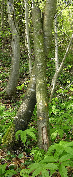 Eärendil 1.600.jpg