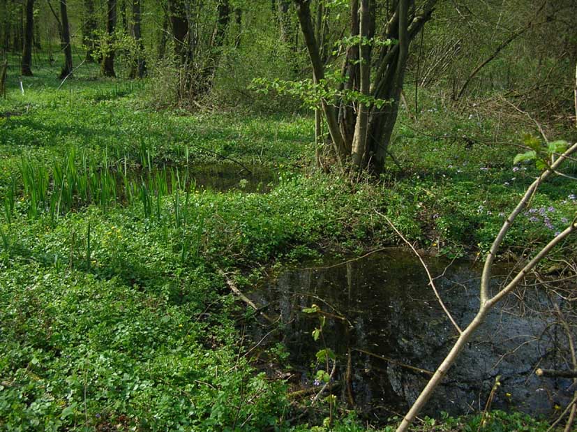 Nature 1.jpg