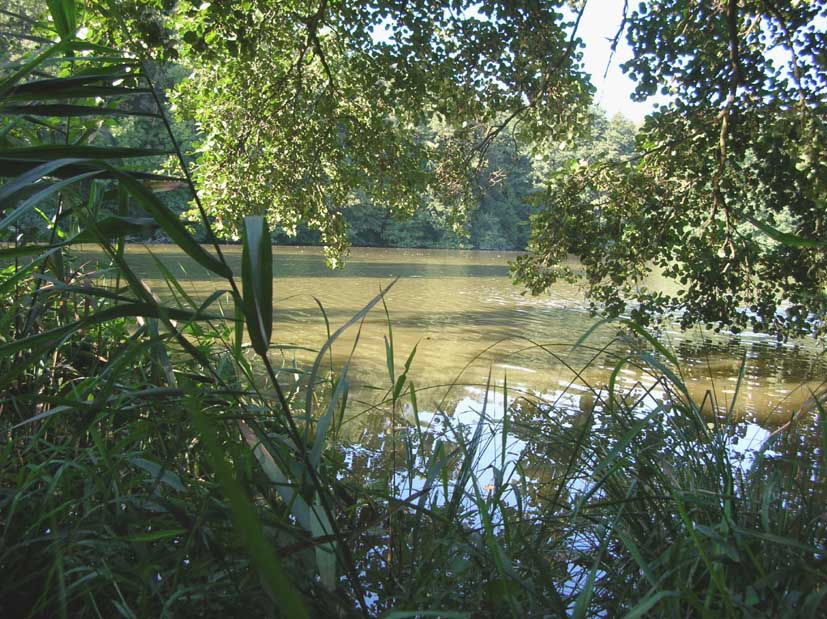 Nature 4.jpg