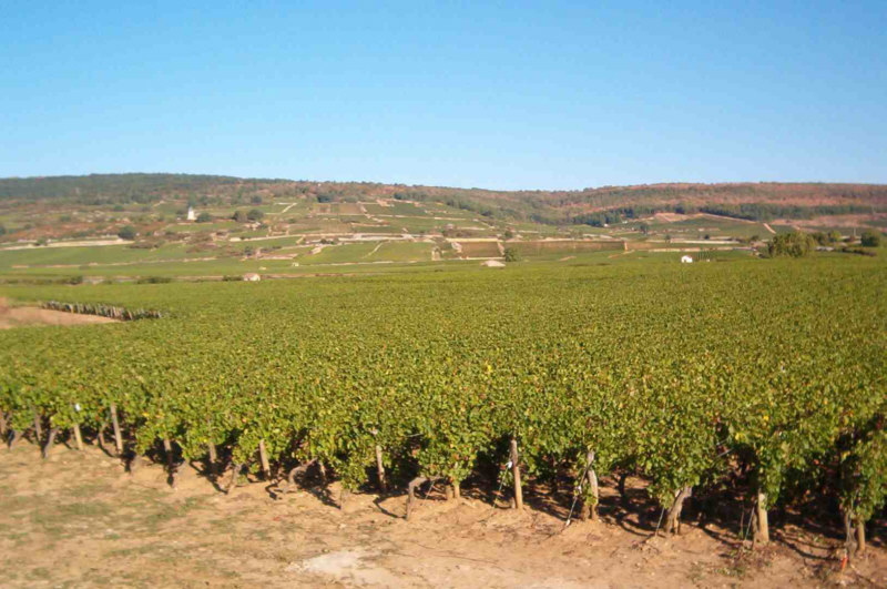 vignes-bourgogne_2.jpg