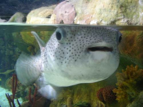 Un poisson qui gonfle, mais énorme! D'habitude, ils ne sont pas aussi gros. Bonne tête, non?!