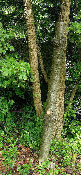 La branche fait 1.32cm..jpg