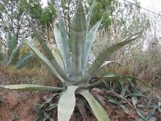 230px-Agave_americana.jpg