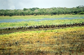 Kakadu et ses oies sauvages c'est le billabong