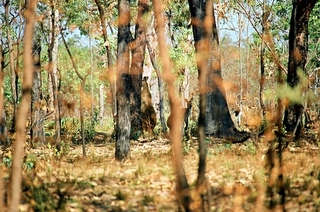 on rentre sur Darwin mais de belles rencontres s'annoncent encore voici des  grands beaux et forts kangourous....