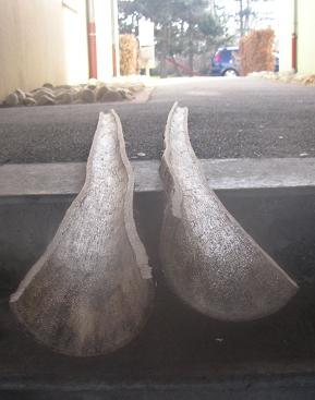 Creusage terminer,a 10mm sur les parois (voir avec la finition,si je reduit encore un peut a 8mm)