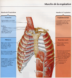 Muscles Respirations.jpg