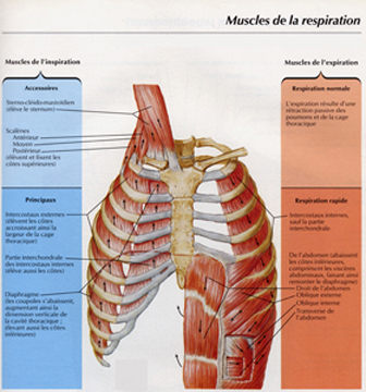 Muscles Respirations.jpg